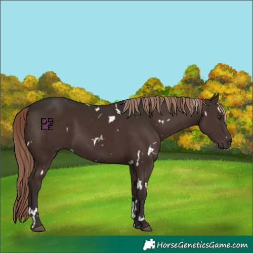 Horse Color:White Spotted Liver Chestnut 