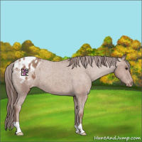Horse Color:Classic Champagne Appaloosa 