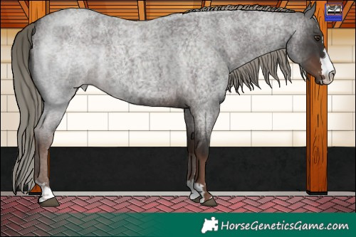 Horse Color:Liver Red Roan Mushroom 