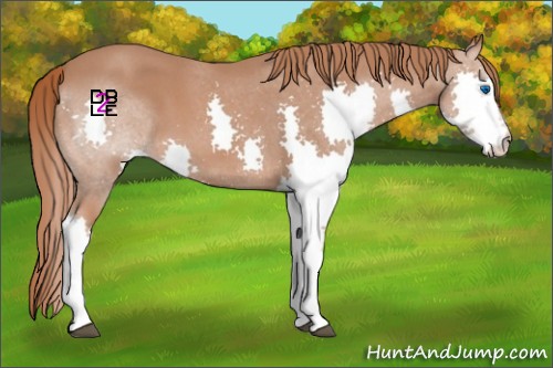Horse Color:Red Roan Splash 