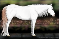 Horse Color:White Spotted Classic Champagne Appaloosa 