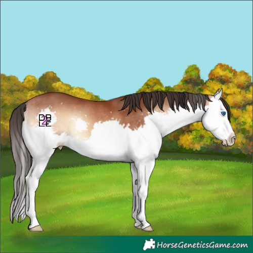 Horse Color:Bay Onyx Splash 