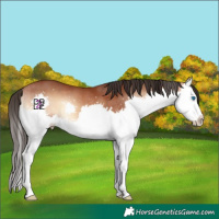 Horse Color:Bay Onyx Splash