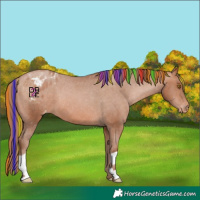 Horse Color:Painted Brown Pearl Appaloosa 