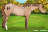 Horse Color:Bay Pearl Rabicano 