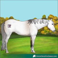 Horse Color:Gray Bay Roan Dun 