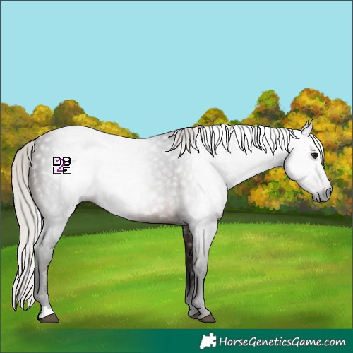 Horse Color:Gray Silver Brown 