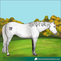 Horse Color:Gray Silver Brown 