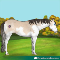 Horse Color:Bay Dun Splash 