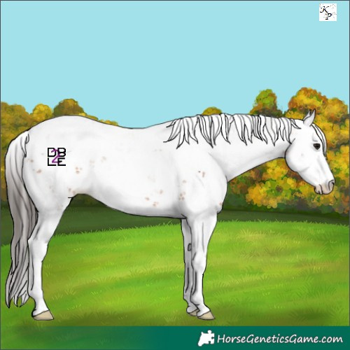 Horse Color:Bay Sabino