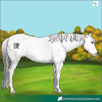 Horse Color:Bay Sabino 