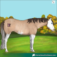 Horse Color:Amber Champagne Sabino Splash Rabicano 
