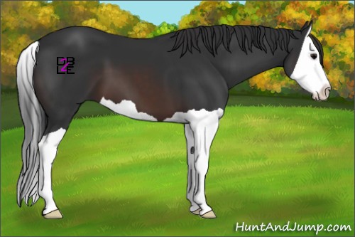 Horse Color:Brown Splash 