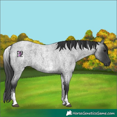 Horse Color:White Spotted Blue Roan 