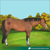 Horse Color:Bay Sabino 