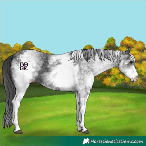 Horse Color:White Spotted Black