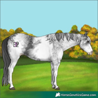 Horse Color:White Spotted Black 