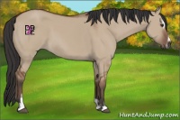 Horse Color:Bay Dun Sabino 