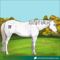 Horse Color:Classic Champagne Sabino Appaloosa 