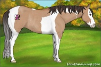 Horse Color:Bay Dun Splash Tobiano Rabicano
