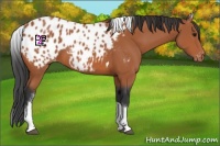 Horse Color:White Spotted Bay Tobiano Appaloosa Rabicano 