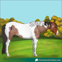 Horse Color:Bay Tobiano Rabicano 