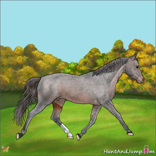 Horse Color:Brown Appaloosa 