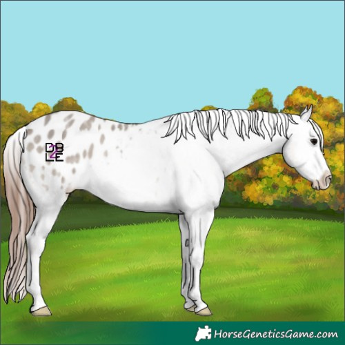 Horse Color:Grullo Ice Onyx Appaloosa Rabicano 