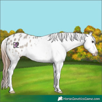 Horse Color:Grullo Ice Onyx Blanket Rabicano