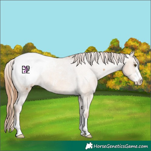 Horse Color:Red Dun Snowcap