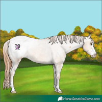 Horse Color:Red Dun Snowcap 