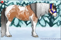 Horse Color:Bay Splash Tobiano Appaloosa  and Bay Splash Tobiano Appaloosa 