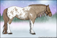 Horse Color:Chocolate Palomino Roan Tobiano Appaloosa 