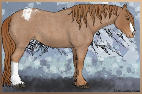 Horse Color:Red Roan Appaloosa 