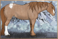 Horse Color:Red Roan Appaloosa 