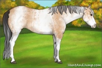 Horse Color:White Spotted Bay Dun Rabicano  and White Spotted Bay Dun Splash Rabicano 