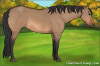 Horse Color:Bay Dun