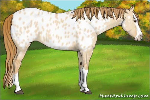 Horse Color:Red Dun Splash Near Leopard