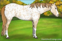 Horse Color:Red Dun Splash Near Leopard 