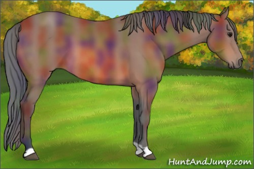 Horse Color:Nacre Bay 
