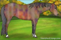 Horse Color:Nacre Bay 