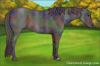 Horse Color:Nacre Black 