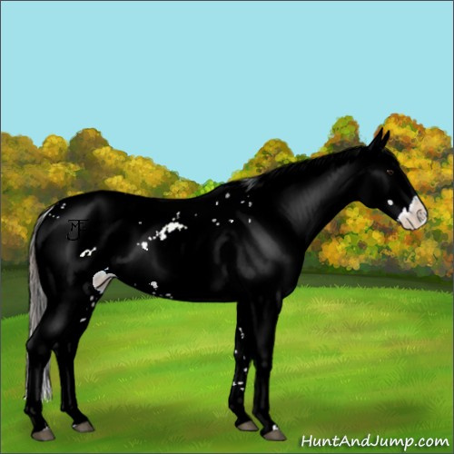 Horse Color:Plaid  White Spotted Bay Ice Appaloosa 