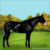 Horse Color:Plaid  White Spotted Bay Ice Appaloosa 