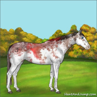 Horse Color:White Spotted Brown Ice Splash Varnish