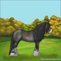 Horse Color:Black Sabino 