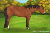 Horse Color:Brown Sabino Rabicano  and Bay Sabino Rabicano 
