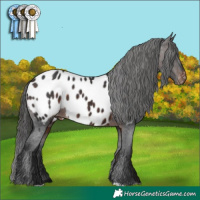 Horse Color:Brown Appaloosa