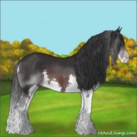 Horse Color:Brown Splash