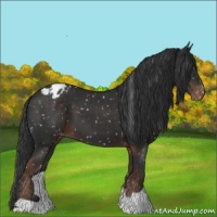 Horse Color:Liver Chestnut Appaloosa 